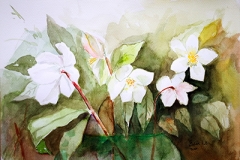 12-rose di natale36x25_Evelina_Reolon_rid
